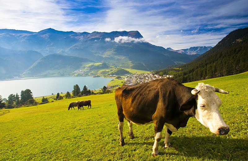 Urlaub auf dem Bauernhof